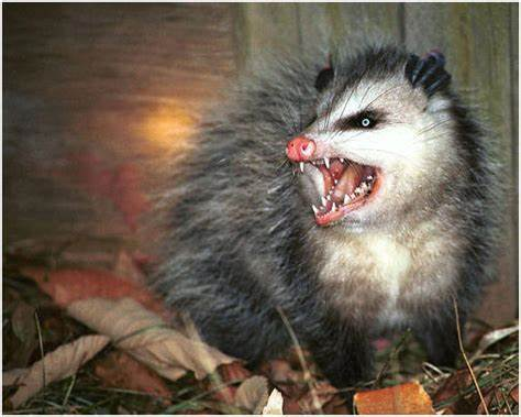 possum screaming